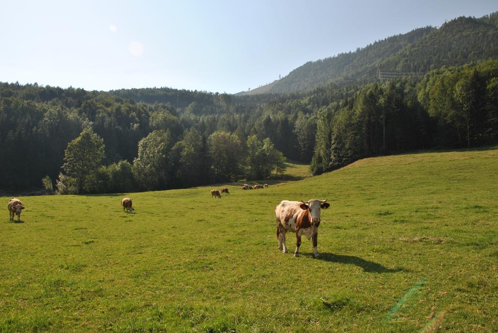 Attwengerhof Daire Traunkirchen Oda fotoğraf